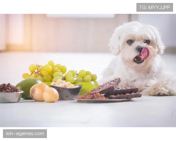 蒋圣龙家的狗都比我家吃得好